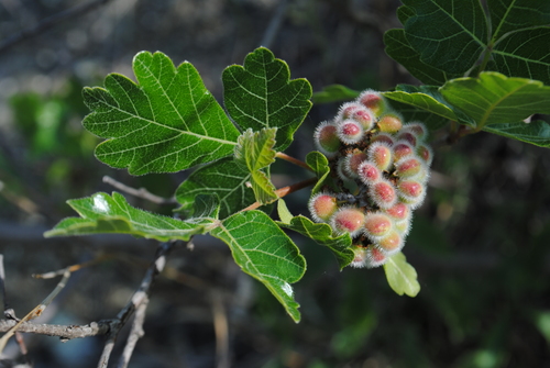 Rhus aromatica