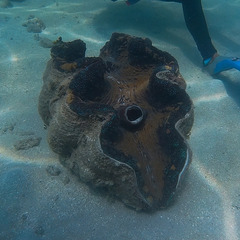 Tridacna