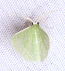 Synchlora