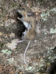 Peromyscus maniculatus