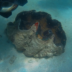Tridacna