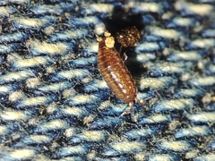 Trichoniscus pusillus