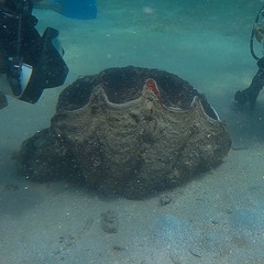 Tridacna