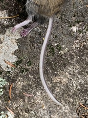 Peromyscus maniculatus