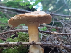 Hydnum umbilicatum