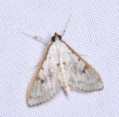 Palpita