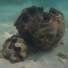 Tridacna