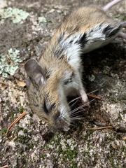 Peromyscus maniculatus