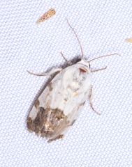 Acontiini