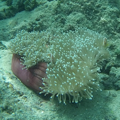 Heteractis magnifica