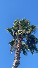 Washingtonia robusta