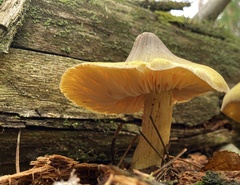Tricholoma davisiae