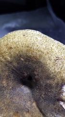 Lactarius atroviridis