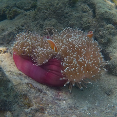 Heteractis magnifica