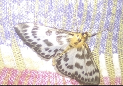 Anania hortulata