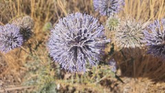 Echinops adenocaulos