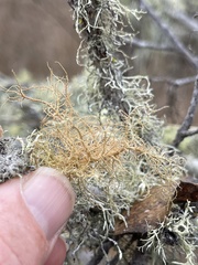 Usnea rubicunda