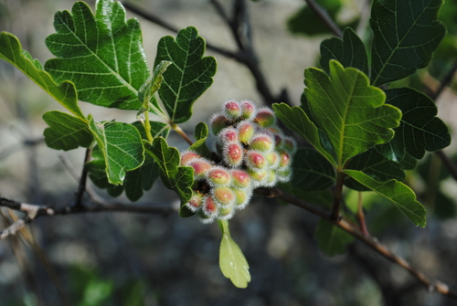 Rhus aromatica