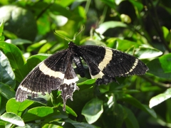 Papilio garamas garamas
