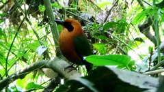 Baryphthengus martii