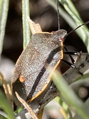 Chlorochroa ligata