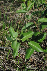 Asclepias viridiflora
