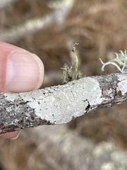 Lecanora caesiorubella