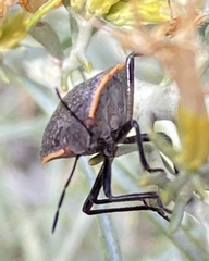 Chlorochroa ligata