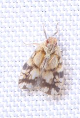 Bothriocera