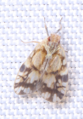 Bothriocera