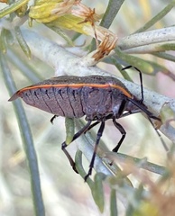 Chlorochroa ligata