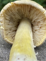 Tricholoma davisiae
