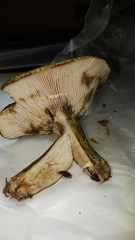 Lactarius atroviridis