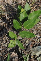 Asclepias viridiflora