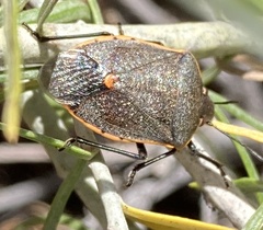 Chlorochroa ligata