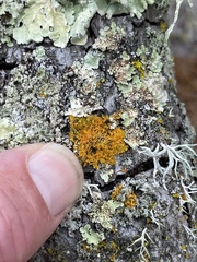 Polycauliona candelaria