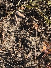 Encoptolophus costalis