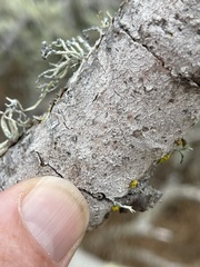 Pachnolepia pruinata