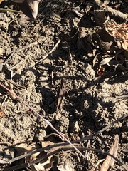 Encoptolophus costalis