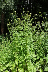 Dipsacus strigosus