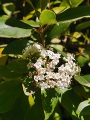 Viburnum tinus