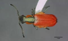 Anthocomus rufus