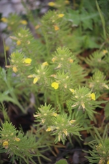 Ajuga chamaepitys