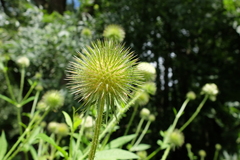 Dipsacus strigosus