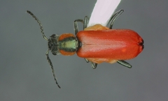 Anthocomus rufus