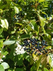 Viburnum tinus