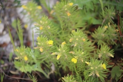 Ajuga chamaepitys