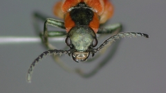 Anthocomus rufus