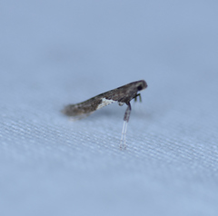 Caloptilia stigmatella
