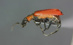 Anthocomus rufus